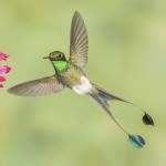 National Geographic Hummingbirds PREMIUM - Microsoft Store 中的官方应用