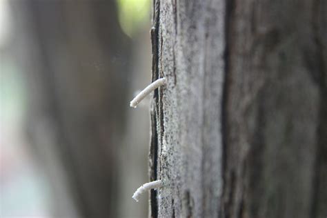 Asian Ambrosia Beetle – Control | Walter Reeves: The Georgia Gardener