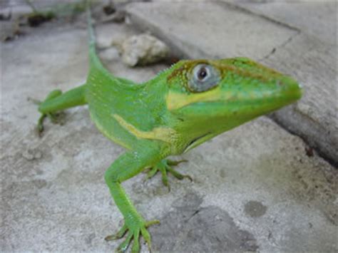 Knight Anole Facts and Pictures | Reptile Fact