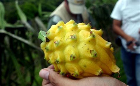 Strange and Wonderful Fruit of the Peruvian Jungle