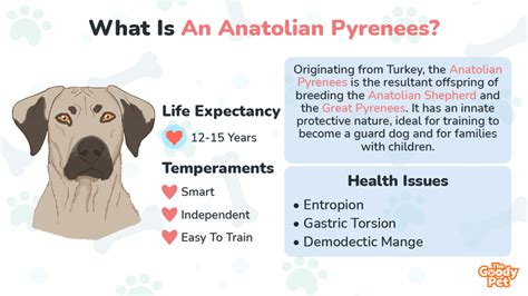 Anatolian Shepherd Great Pyrenees Mix - Your Complete Breed Guide To Anatolian Pyrenees - The ...