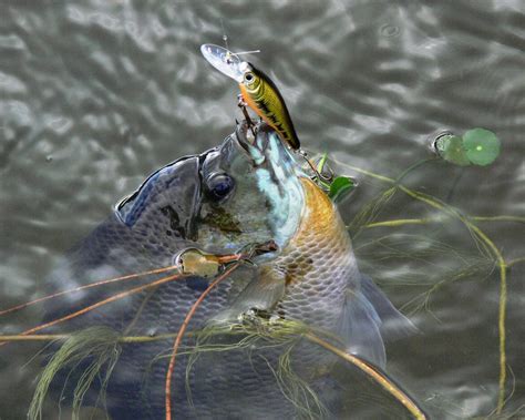 The Best Bream Lures and Equipment For Success | Great Days Outdoors