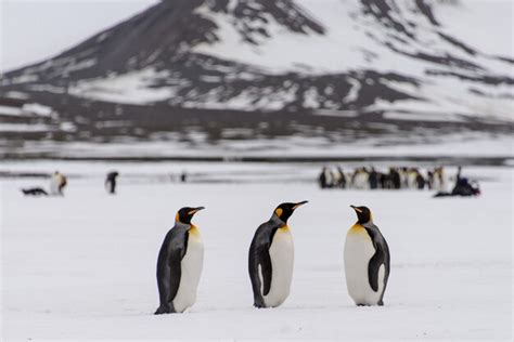 Premium Photo | King penguins on south georgia island