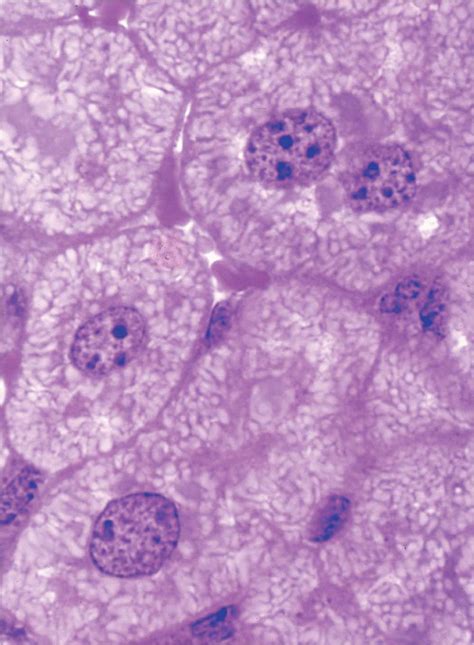 The Nucleus | Basicmedical Key