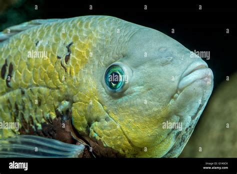 Detail portrait of cichlid fish from genus Vieja Stock Photo - Alamy