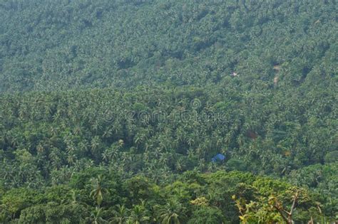 Coconut Farm in Kerala Green Thick Forest Stock Image - Image of forest, coconut: 234240011