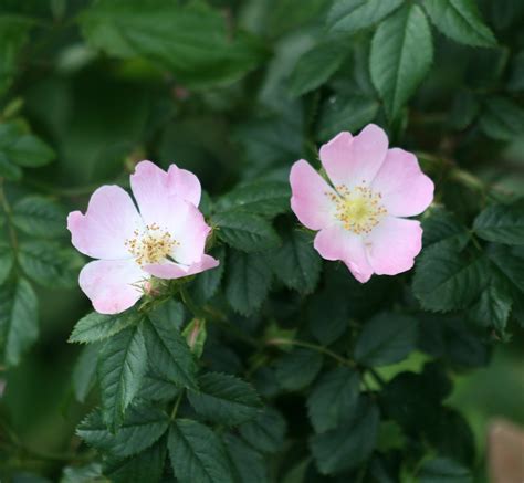 Nature In London: Dog Rose (Rosa Canina)