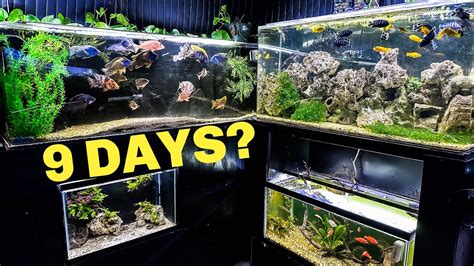 I Left My AQUARIUMS ALONE For 9 DAYS. What Happened? - YouTube