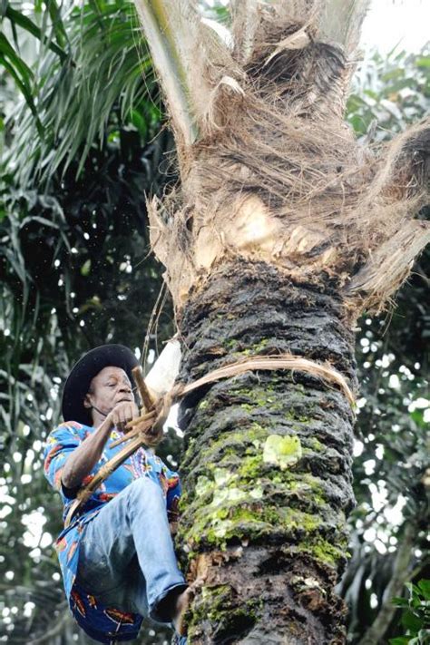 Nigerian palm wine tappers face tough climb - Taipei Times