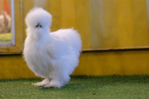 The Ultimate Guide on the Silkie Chicken | Silkie chickens, Silkies ...