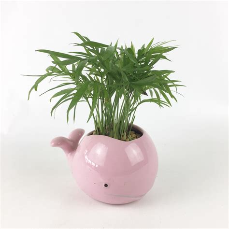 Whale Pot With Mini Indoor Plant Pink Blue White Planter - Etsy