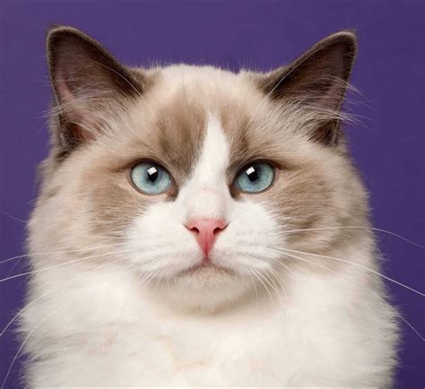 Ragdoll Cat Breed: Everything You Need To Know [2020]