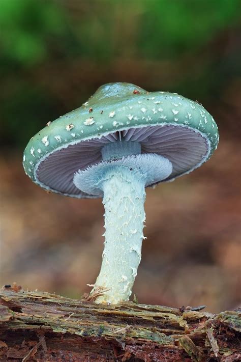 34 best Edible Wild Mushrooms of Pennsylvania and the Mid-Atlantic ...