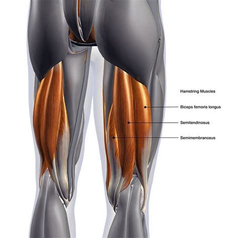 Hamstring Stretches