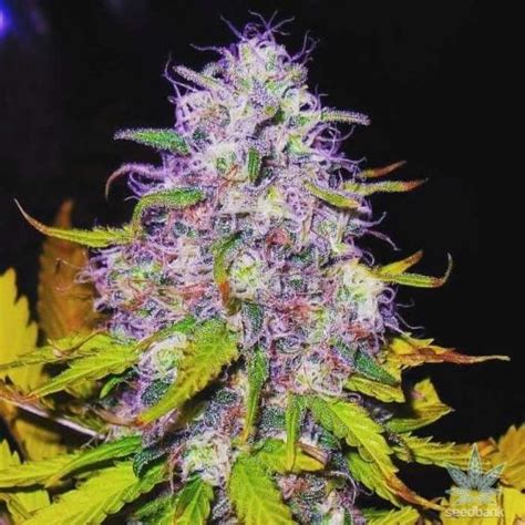 Purple Haze Strain | Seed Bank | Feminized Purple Haze Marijuana Seeds