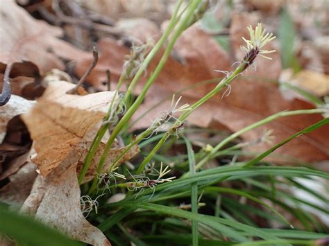 Carex pensylvanica | Wicklein's Wholesale Native Plant Nursery Maryland