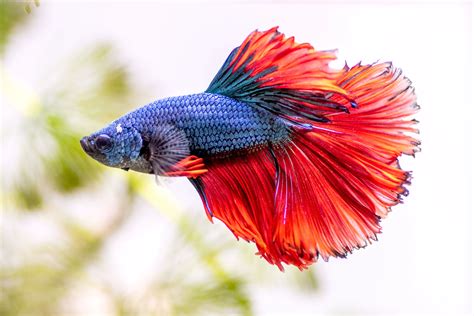 Understanding Betta Fish Lifespan In A Bowl - Betta Fish World