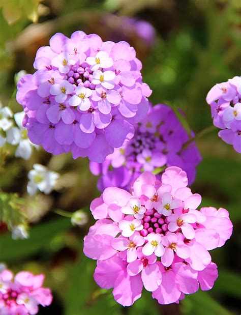 Garden Candytuft Flowers Plant - Free photo on Pixabay