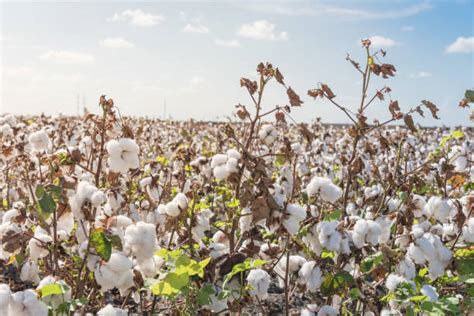 Best Cotton Plantation Stock Photos, Pictures & Royalty-Free Images ...