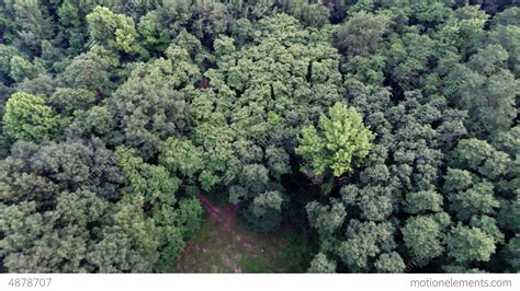 Aerial View Of Green Forest Treetops From Above In Stock video footage ...