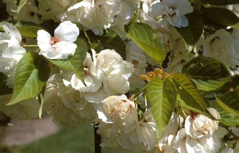 Prunus serrulata (Japanese flowering cherry): Go Botany