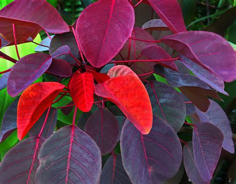 10 Spectacular Red Foliage Tropical Plants for Your Garden | Dengarden