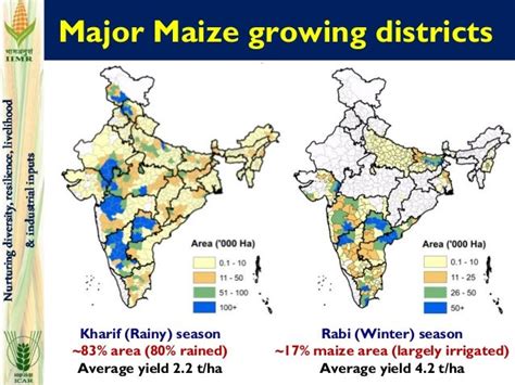 Maize improvement in India