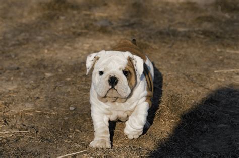 Miniature Bulldog For Sale - Tabitomo