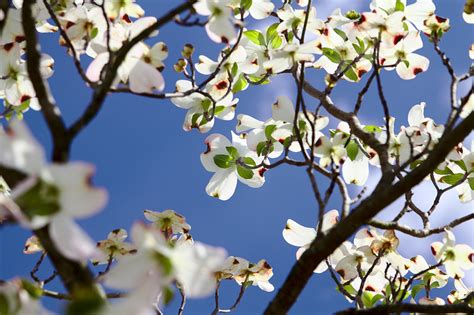 Flowering Dogwood | State Symbols USA