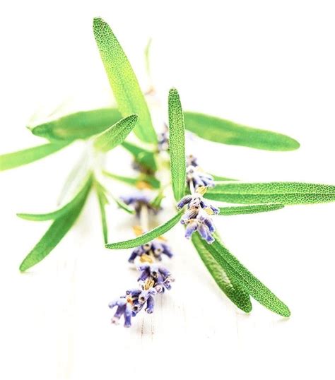 Rosemary oil: To give yourself a rosemary oil scalp massage, you can ...