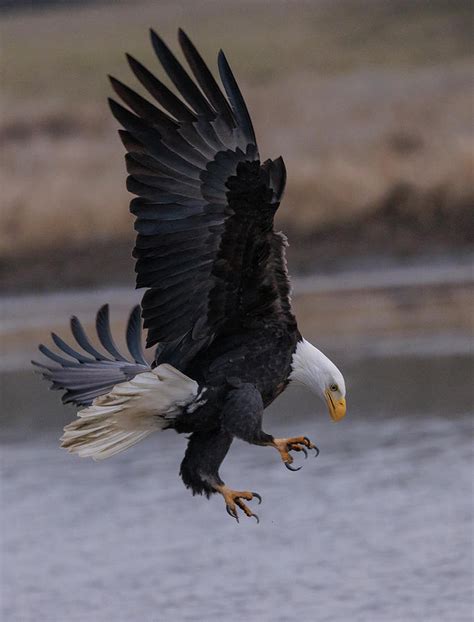 Bald Eagle Hunting Photograph by Angie Vogel - Pixels