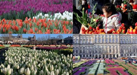 Amsterdam celebrates tulip day with 'free flower picking garden ...