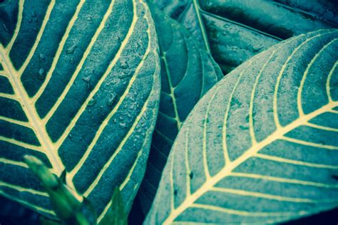 Green Tropical Leaves Free Stock Photo - Public Domain Pictures