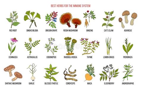 Best Medicinal Herbs for the Immune System Stock Vector - Illustration ...