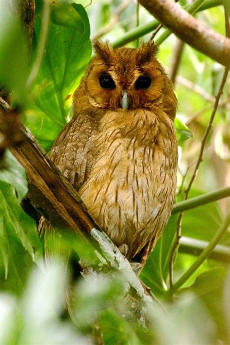 7 best Jamaica - Island Endemics Birding Tour images on Pinterest | Red bill, Balayage and Bird ...