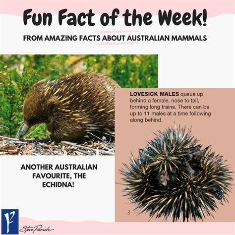 Fun fact about echidnas! Australian animals & nature. | Fun facts, Fun ...