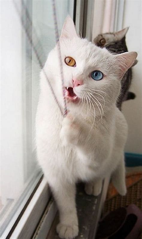 Heterochromia Cats (7 Pics) | Web Dazzler