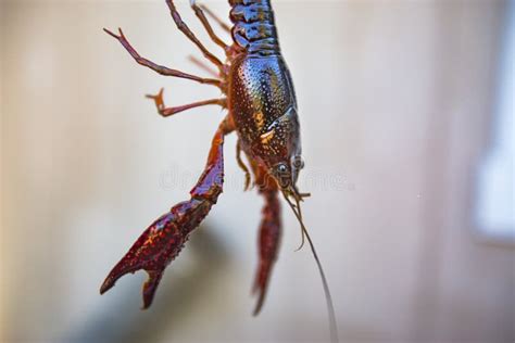 Crayfish Anatomy Stock Photos - Free & Royalty-Free Stock Photos from Dreamstime