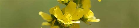 Agrimony - Bach Flower Remedies | Flower Essence Blog