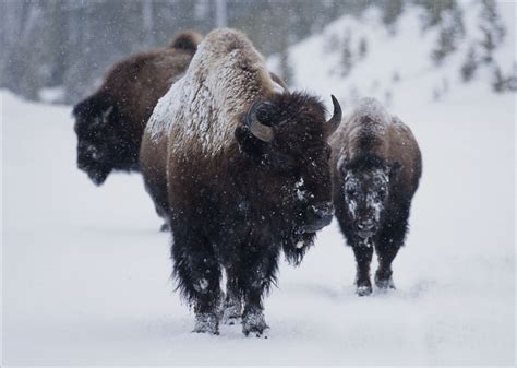 Ron and Maggie Tear Photography: Snow Bison