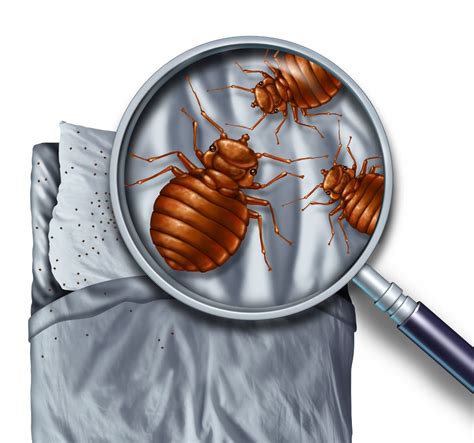 Bed Bug Heat Treatment | Thermal Flow Tech