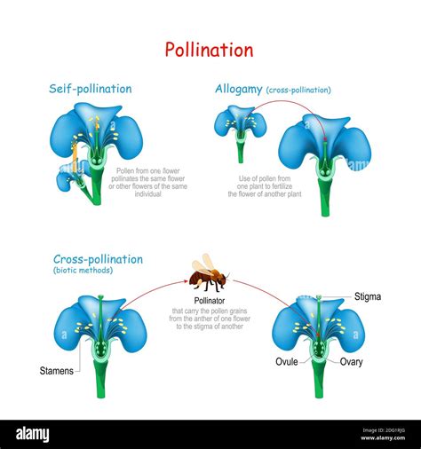 Self Pollination Examples