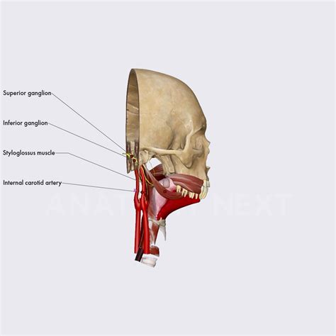 Glossopharyngeal nerve (CN IX) | Cranial nerves | Head and Neck ...