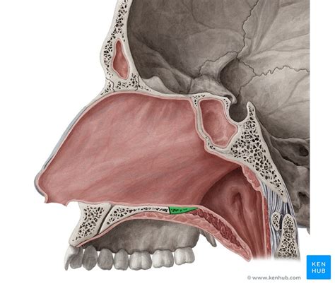 Palatine Bone Inferior View