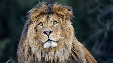 Download Animal Lion 4k Ultra HD Wallpaper