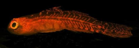 Scientists Discover 180 Species of Glowing Fish | Glow fish, Fish, Fish pet