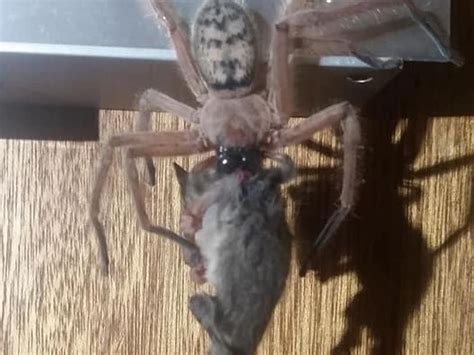 A Giant Possum-Eating Spider Exists in Australia and It's Terrifying - Business Insider