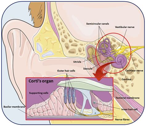 Anatomy of the inner ear. | Download Scientific Diagram