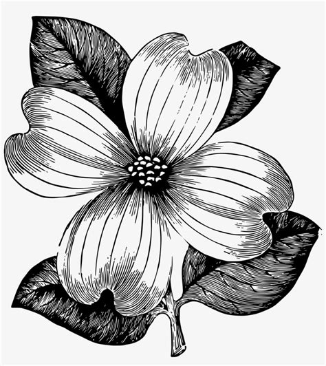 Mayflower Flower Drawing