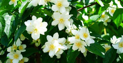 Philadelphus Care Guide: How To Grow Mock Orange | DIY Garden